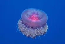 world jellyfish 1920x1080 wallpaper Art HD Wallpaper